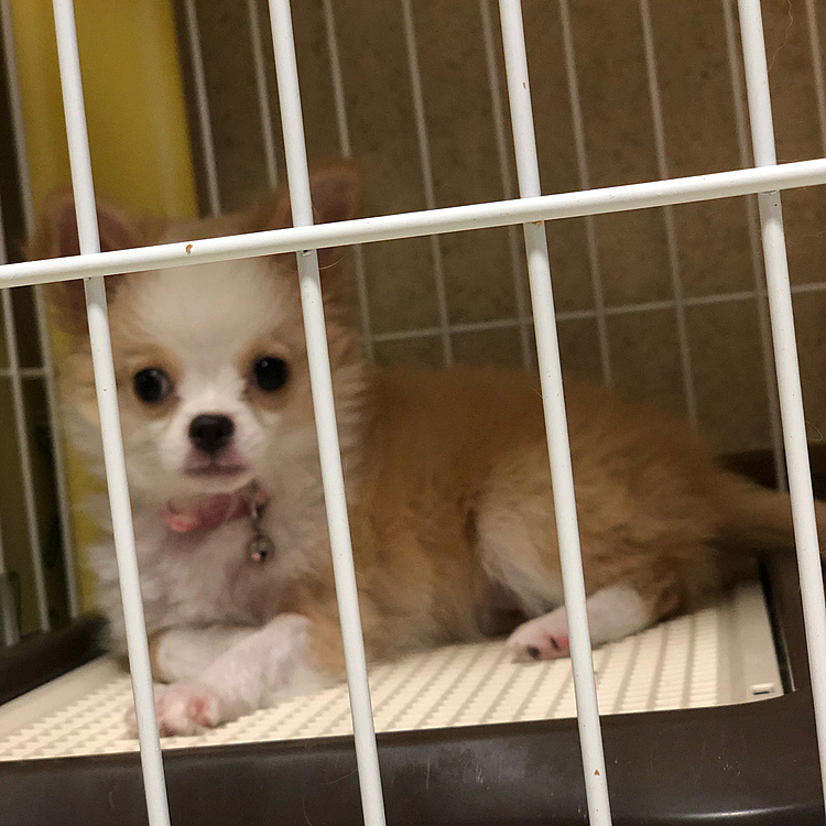 小春は朝ごはん食べたので
ちょっと休憩🐶