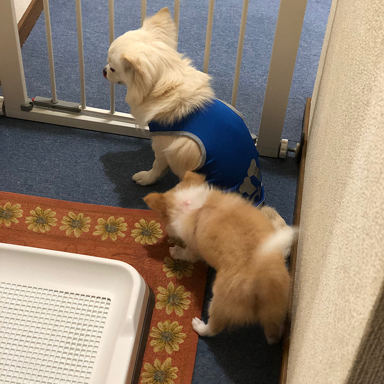 小雪は、小春に後ろから乗られても
怒らずに我慢してくれるようになりました🐶
でも小春があんまりしつこいとワンッ‼️って怒ります🤣
それでも小春はめげない不屈の精神です😂