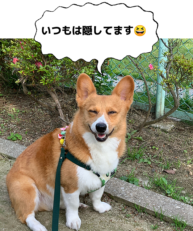 そうそう😆
ずーっっっと隠してるけどね😅
元気ならそれでよし‼️ですね🤣