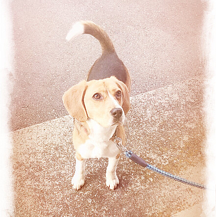 ココ〜❣️
被害がこれ以上出ないように祈ってねぇ
🐶🙏✨🍀