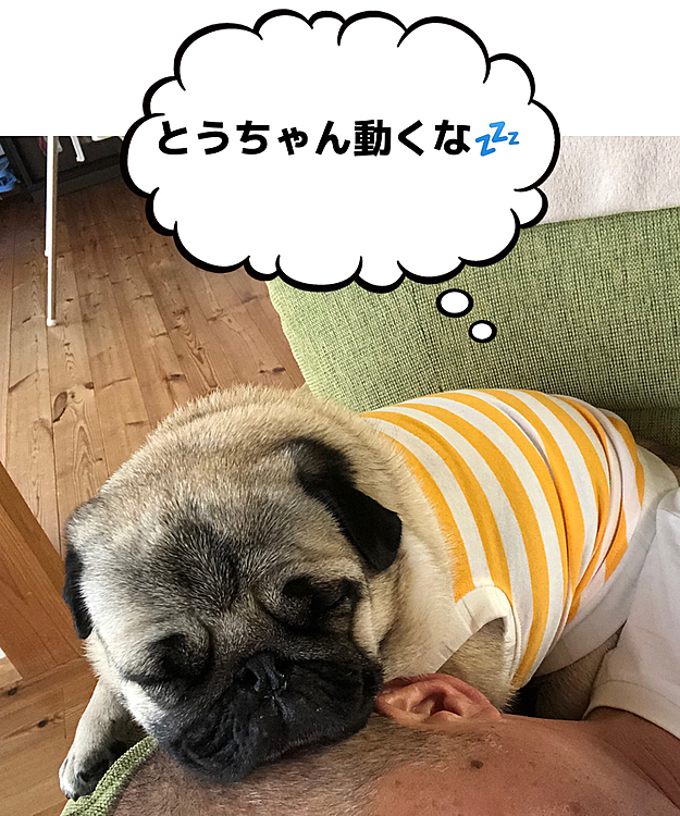 外は雨☔️
とうちゃんの坊主頭をマクラにしてノンビリお昼寝💤
