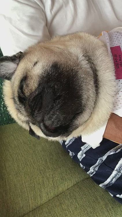 とうちゃんに抱っこされてグッスリです🐶