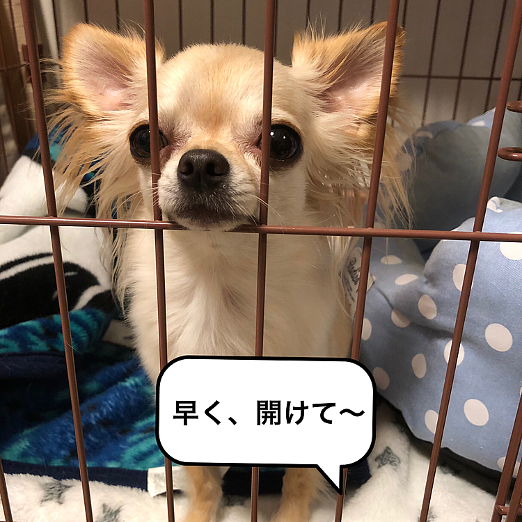 こんにちは😃
買い物から帰ってきたら甘えた声でキャンキャン🐶
早く、開けて〜🐶　シッポフリフリ熱烈な歓迎をしてくれました😆😆❣️