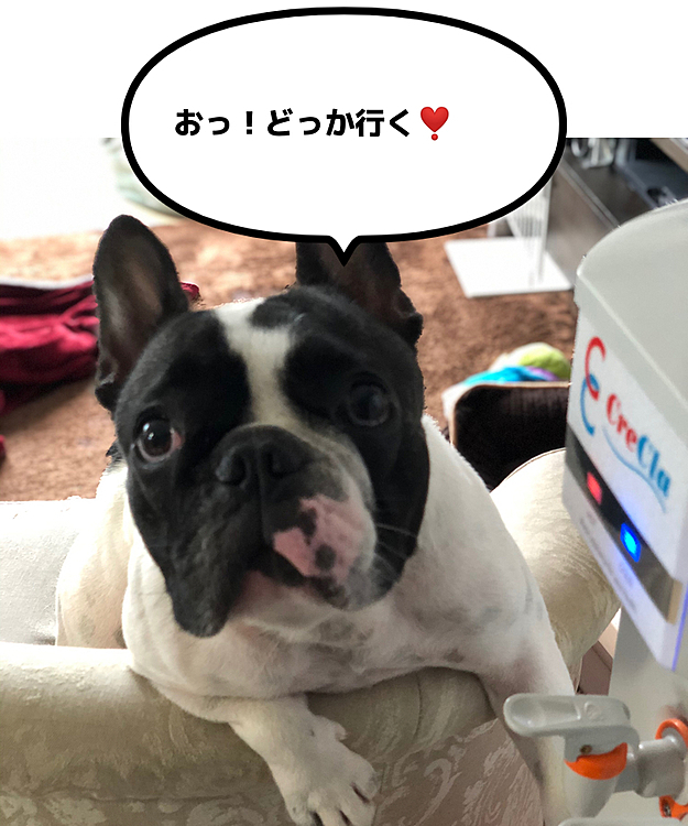 用事で出掛ける支度をしてるとワサワサしてます😆