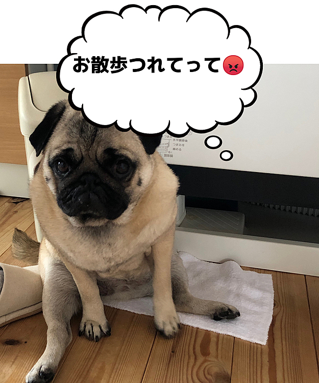 雨降りの朝☔️
お散歩おねだりです🐶