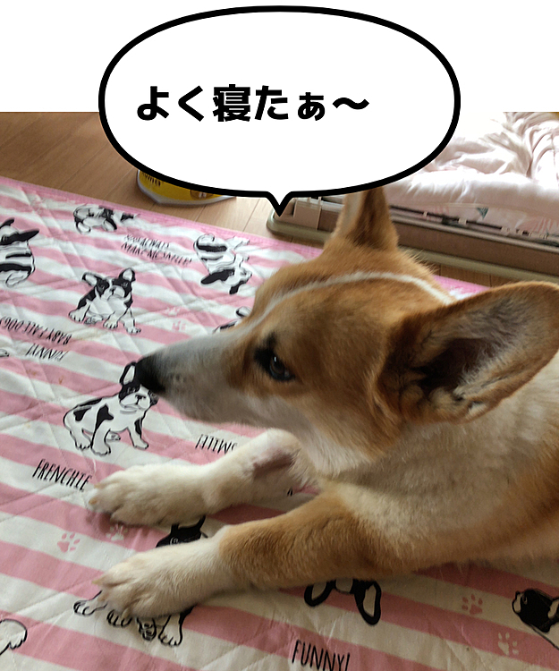 今朝、お留守番後のまある😃
開放してあげたら、伸び伸び〜😃
爆睡してたね？😃