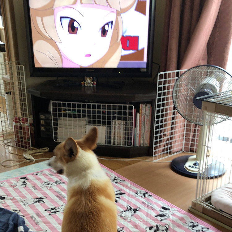 テレビをつけたら、姿勢良く視聴😃
時々お外も気になります😃
今朝は、妖怪ウォッチを視聴中😃