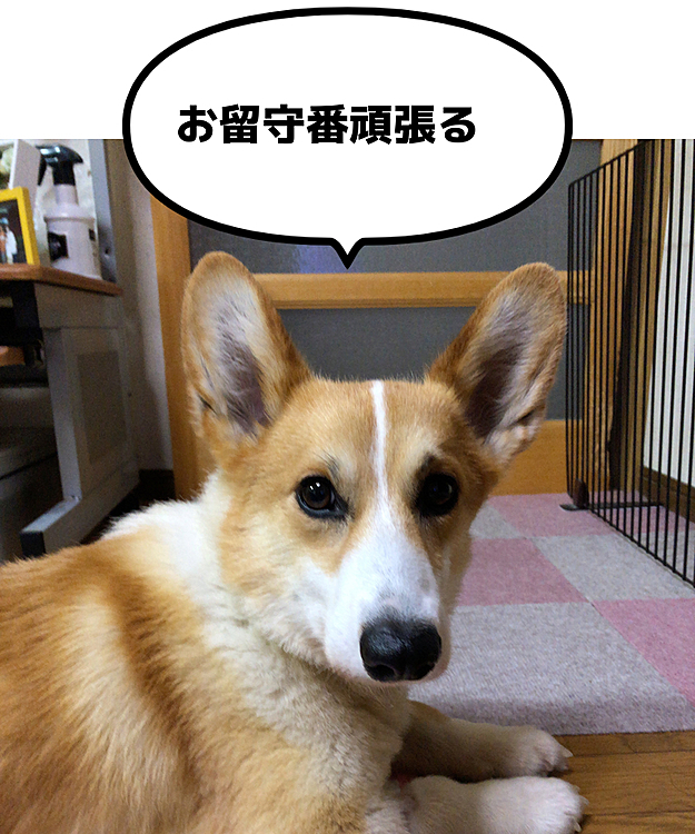 今日もこれからお留守番💦
また明日の朝ね😃
いっぱい寝て待っててくださいな😃