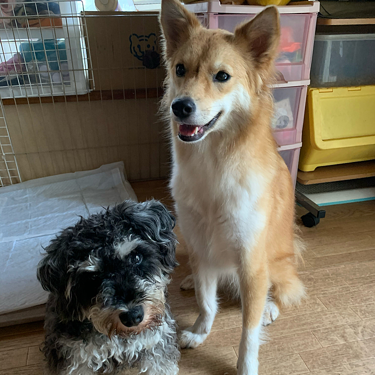おはようございます🐶
今朝のおすましララサン❣️
あ散歩行って、ご飯食べてご満悦〜😆
今日もお留守番お願いね〜😊