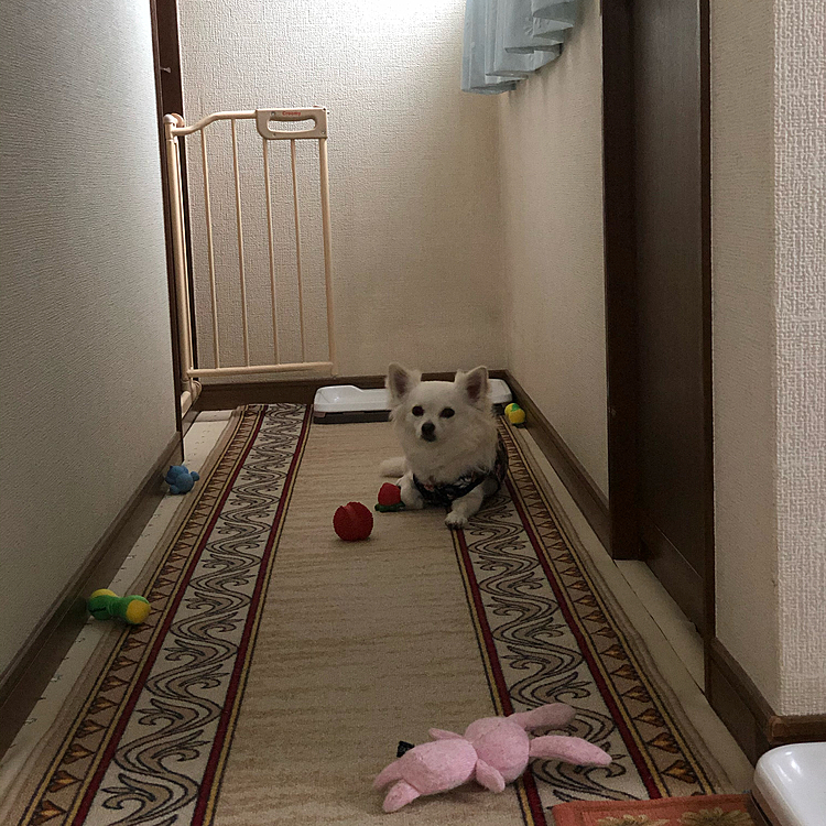 おはようございます😄
今朝は雨が止んでたので、小雪＆小春とお散歩行こ〜って外に出たら…
大粒の雨がボトボト☔️
あか〜ん‼️ 帰ろう💦
今朝のお散歩、わずか5分🤣
小雪、また雨止んだら連れてくからね👍