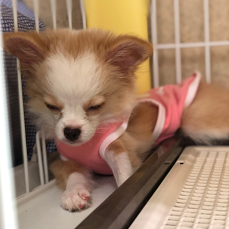 小春は朝からワチャワチャ遊んで
少しだけお外に出て…疲れました🐶

今日は朝から小雪＆小春のビジネス姉妹は
2人揃ってワクチン💉に行くねんで👍
一緒に病院行くのは初めてやね😊