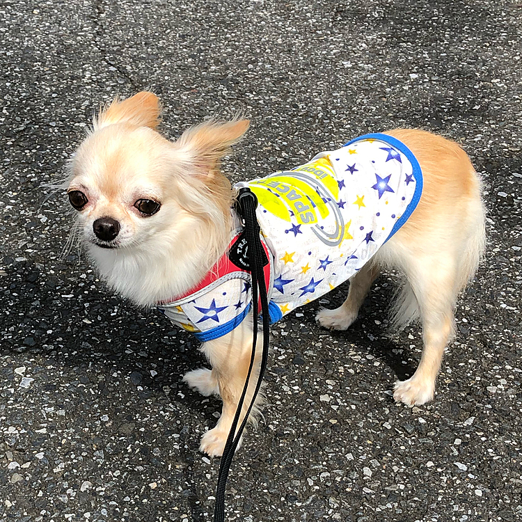こんにちは😃
今日は風が強いけどお天気なのでロング散歩に行ってきました😊久しぶりに太陽☀️を見た気がします🤣🤣