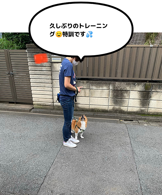 こんにちは😃
今日は朝イチから久しぶりのトレーニングです☺️本当に久しぶりで約半年ぶり💦
基本的なことから全然出来なくなっていました😅でも先生を見る顔は真剣👀
お散歩中に勝手に止まることが多かったので、ちゃんと飼い主の指示を聞けるように練習しました☺️