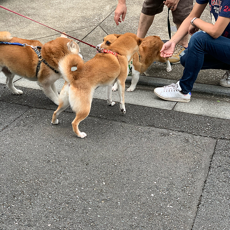 興奮を抑えるトレーニングでは、大好きなご近所ワンコのカイくんとハルちゃんがたまたま通りかかって、茶色軍団でワチャワチャ実地トレーニングができました👍
