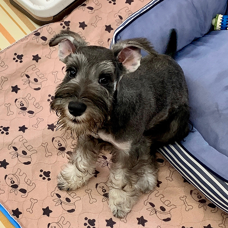 明日からパピー教室に通います。
お友達出来ると良いな〜！