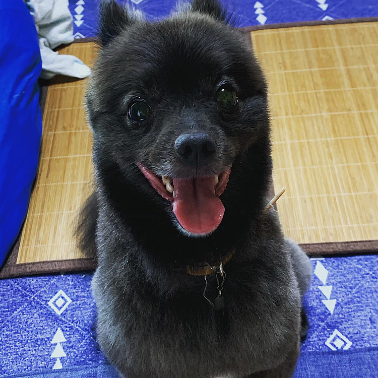 夏仕様でバッサリ✂️いきました！
体全体は柴犬カット✂️です！