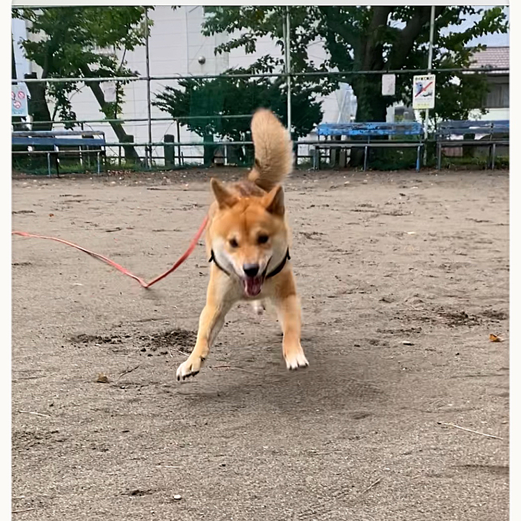 今日は久しぶりに神社で走りました💨
