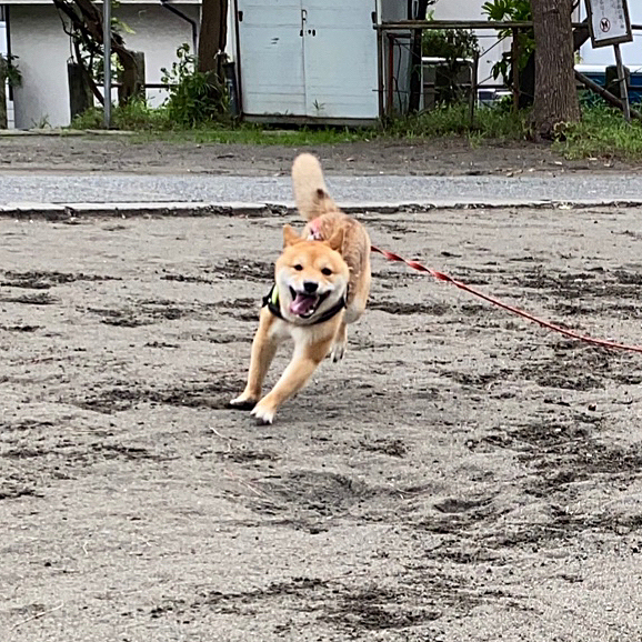 ずっと雨の合間の短時間の散歩だったので少しでしたが走って楽しそうです😊
でも、その後は月1のシャンプーへ🧴🛁
