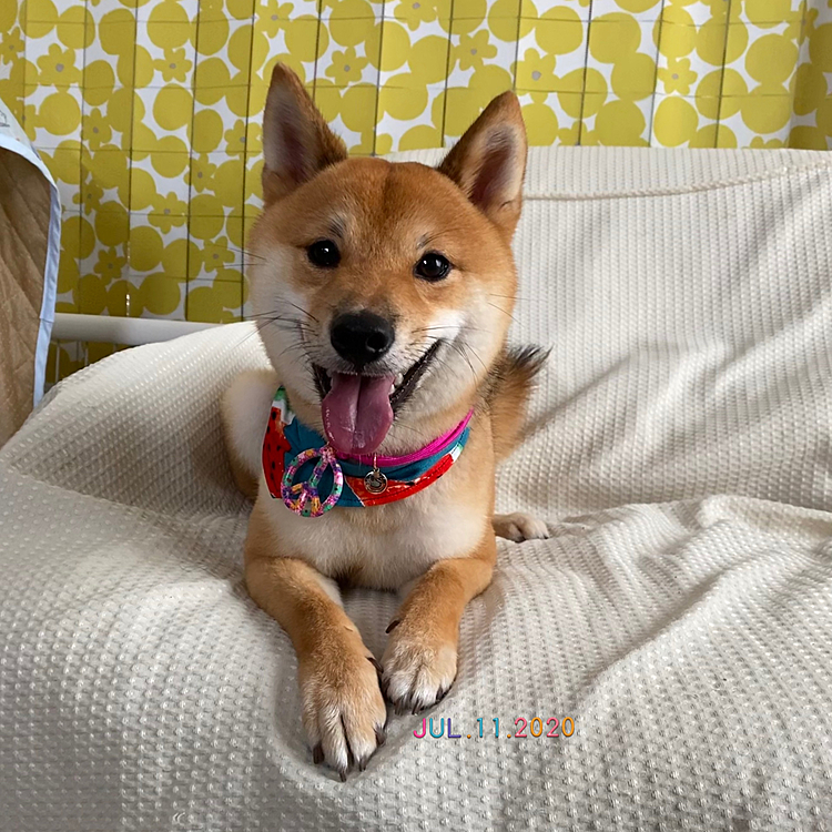 お迎えに行くといつものように大騒ぎでしたが
『今日は大人しくしていておりこうさんでしたよ〜』と言われ、うれしかったです😊✨