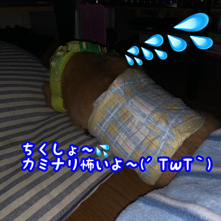 外はゴロゴロ雷が…⚡️⚡️⚡️
体ぶるぶる震わせてます(￣▽￣;)
こぉなると最近反抗的だったココも可愛く見えてきます｡布団に潜ればいいのに…😅😅😅