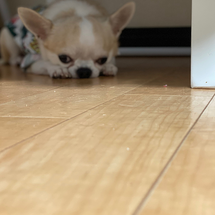 チワワママの投稿
