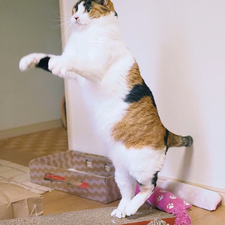 ジャンプするにゃ