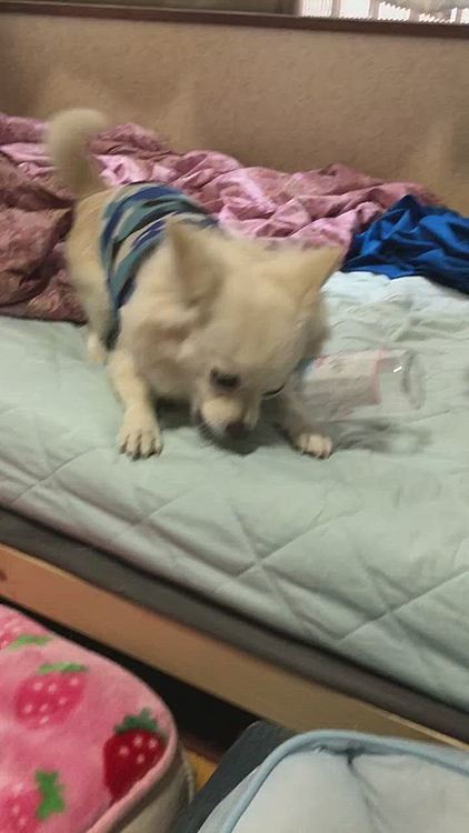 珍しく小雪がペットボトルと戦ってます🐶
テンション高いなぁ🤣
でもさぁ、そこ…
私のベッド🛏なんですけど❓
そんな所で暴れるのやめてもらえますぅ❓😂