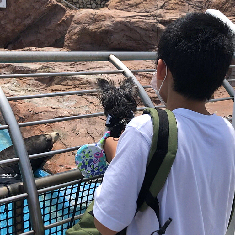 わんちゃん付きで水族館入れるなんて画期的！！！大きいのも小さいのもいっぱいいて楽しかった！！ドックランではサニー大はしゃぎ！！犬にも人にも愛想振りまくりでした～🎶