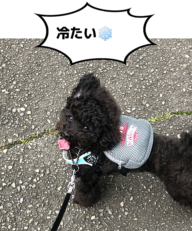 今日は　めっちゃ暑かったです💦
夕方　お散歩に行く時に　冷え冷え保冷剤を入れてリュックに入れてみました✨
お尻プリプリ振りながら　元気に歩いてくれました🤣