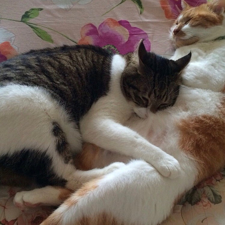 腹枕は気持ちいいです〜☺️