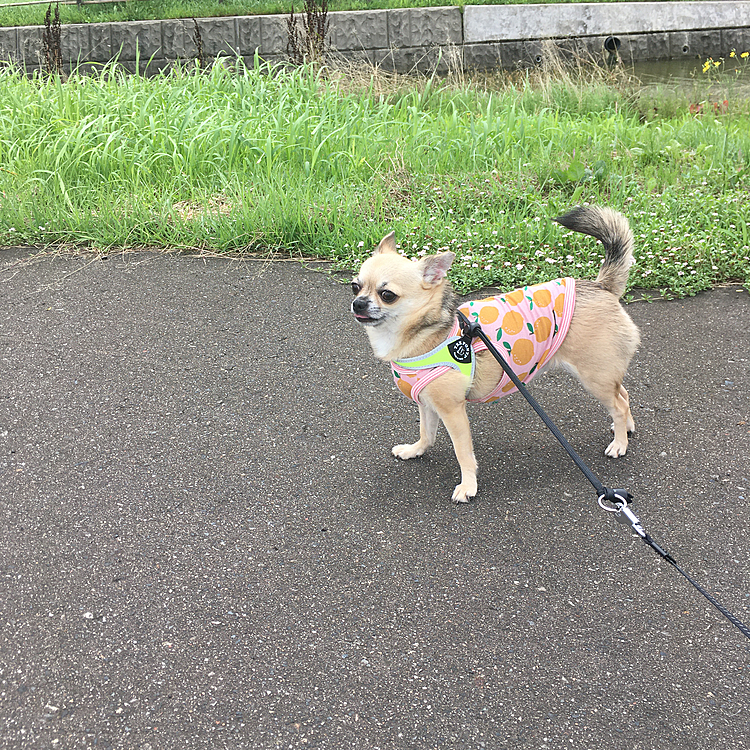 こんばんは🌙
今日は、久しぶりにお散歩行けてご機嫌なpocoでした。
風が強くて後ばかり気にして歩いてたね。誰もいないから大丈夫だよ🙆‍♀️