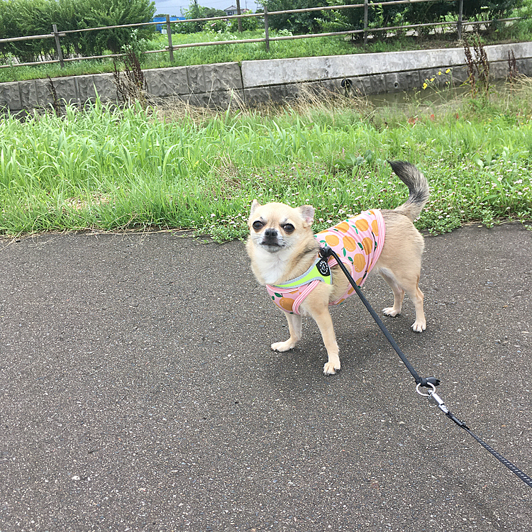 pocoの得意のキメポーズ
