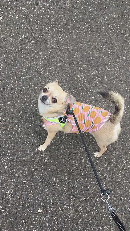 シッポフリフリ　歩いてました。
