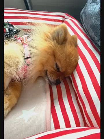 今日は暑かったので、ルルちゃんも給水タイムはこまめに取ったり、木陰で休憩したりしましたが、さすがに疲れたようです☺️
車の中では爆睡でした😆