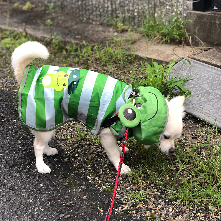 おはようございます☔️
小雨が降ってますけど、小雪と短めのお散歩へ行ってきました🎵🐶