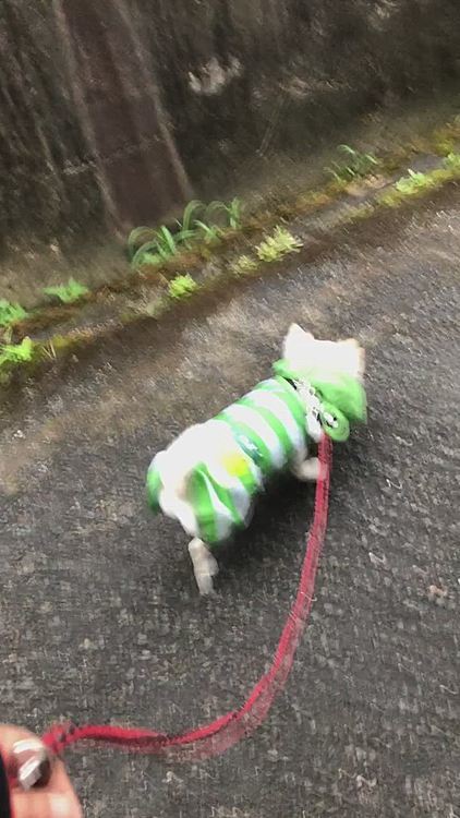 小雪は足が濡れるの嫌いなので
歩くの遅すぎて、お散歩に乗り気じゃないのが分かりやすいです🤣