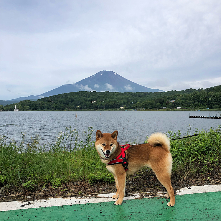 山中湖まで歩いて朝んぽ🐕