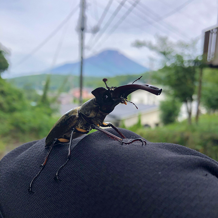 お宿の廊下で見つけたミヤマクワガタ
こんなに立派なクワガタ初めて捕まえて、喜んで連れて帰るつもりでいましたが、ブローチの様に連れて歩いていたら、空高く飛んで行ってしまいました💦 当たり前ですね👍