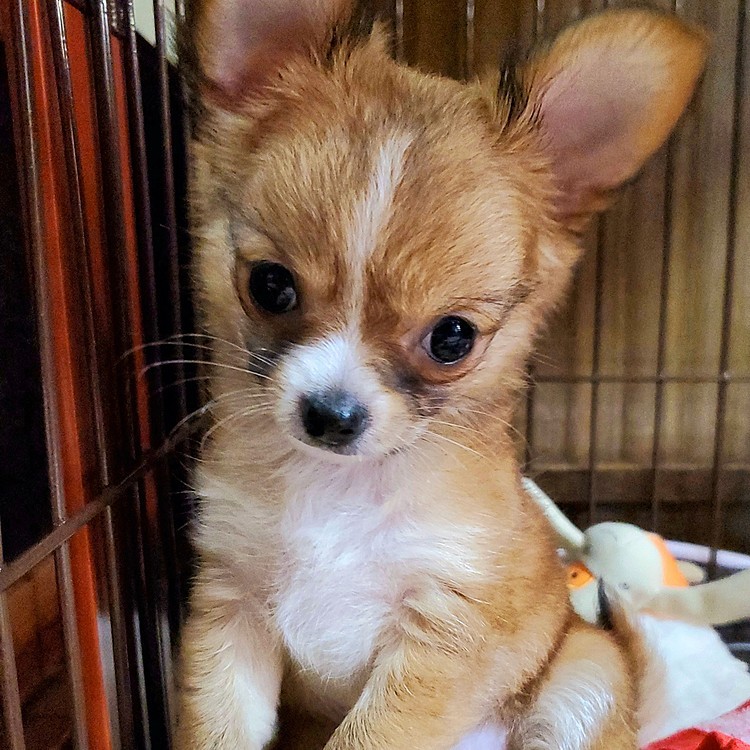 生後2ヶ月で我が家の一員になっためいちゃん、5月に1才のお誕生日を迎えました😊
お迎え時770gだった体重は、2kgまで成長👀‼️
とっても甘えん坊さんで、お外では引っ込み思案な女の子です😂
よろしくお願いします☺️💕