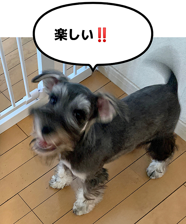 ロッシの投稿