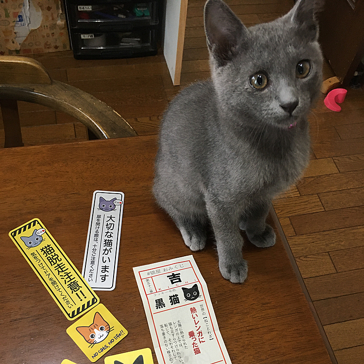 メルカリで購入したステッカーが届きました♪
おまけもたくさん入れてくださって大満足！！
「#猫屋」さん、オススメ！！