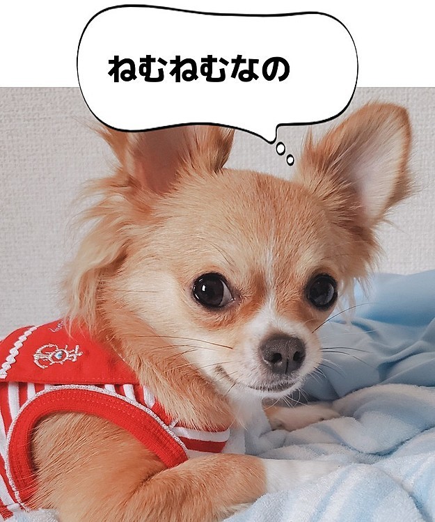 今日はお天気も悪いせいか、とってもねむねむらしいです☺️