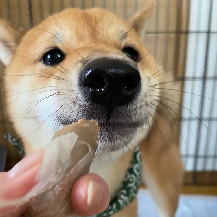 食いしん坊の櫂は美味しそうに食べてました💕うまうま〜💕
それにしても、こんなにおひげ　ボーボーだったんだ🤣
