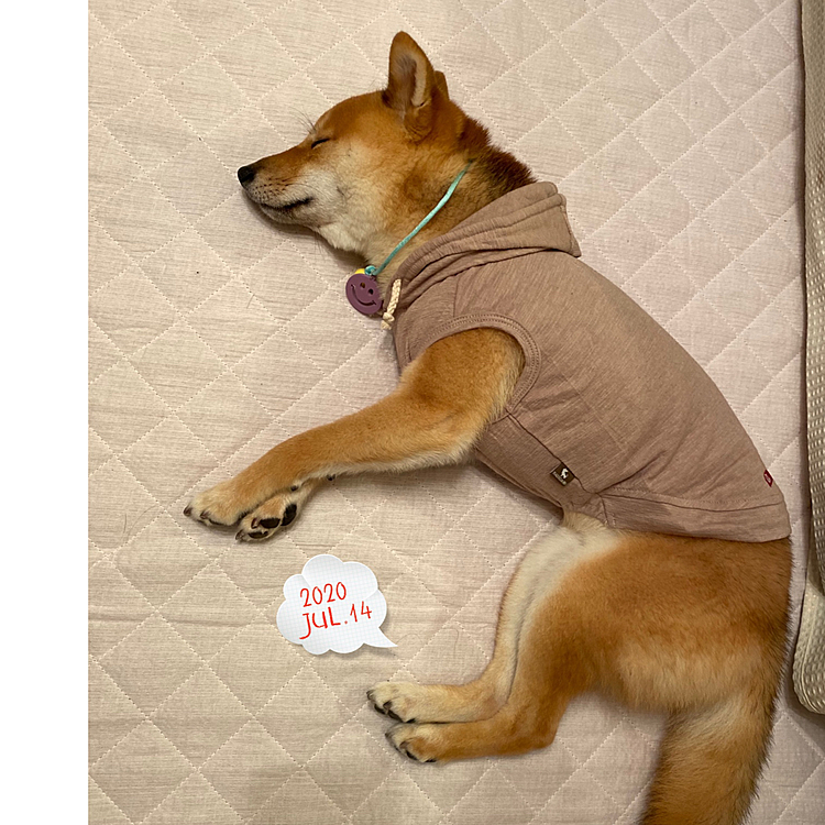 雨がやんだ夕方にお散歩に行けて満足そうに寝ています😴
