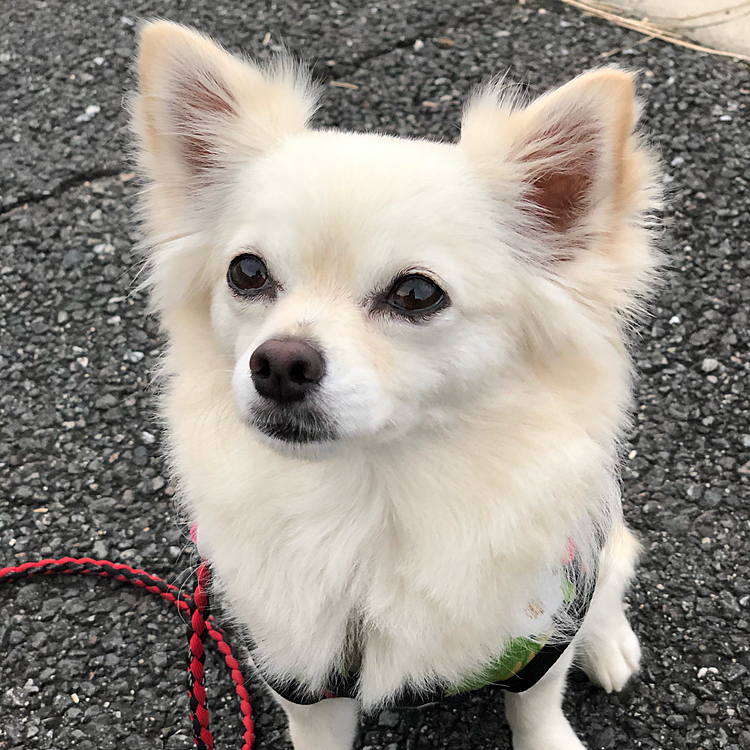 おはようございます☁️
今朝は小雪と元気いっぱいお散歩してきました🎵🐶