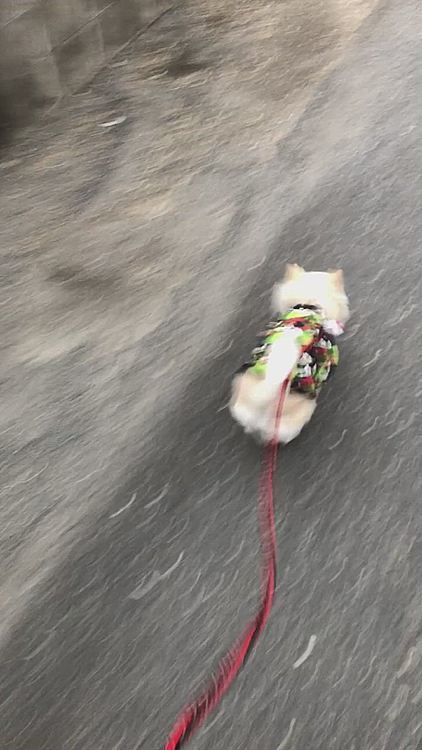 小雪だけだと歩くペースがやっぱり違いますね✨
ちょっと小走りしてみたり🐾🤣