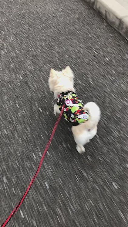 小雪の本来のペースで歩けたので
いつも以上にルンルン🎵な小雪でした🐶😊