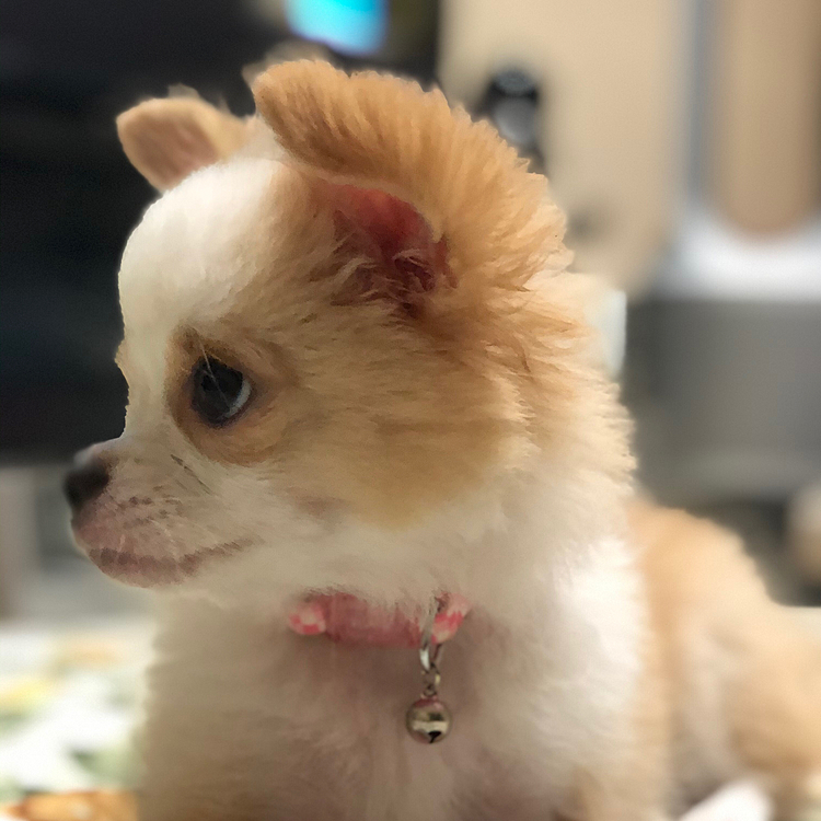 お留守番の小春🐶