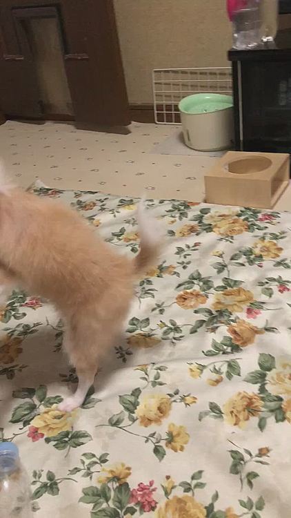 お外に出たら緊張しまくりやのに…
お家🏠の中では怪獣モード全開です🤣
小雪のシッポや脚や服を噛みに行くので困ってます💦