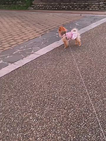 ルルちゃんの後ろが気になる道は2ヶ所、
ここでもちょっと進んでは立ち止まり後ろを振り返る…😅
ここでは、ランニング中のおじさんに闘いを挑もうとしてましたが、おじさんはあっという間に走り過ぎてしまい、ルルちゃん後ろ姿を見送ってました🤣